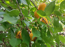 Сегодня - 6-балльная магнитная буря, завтра - гроза: погода в Камышине на 23-24 июля