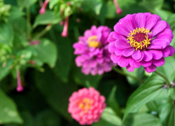 В дни арбузных празднеств в Камышине 24 и 25 августа синоптики обещают жару