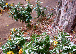 Недалеко от Камышина, в Жирновском районе, минувшей ночью случились заморозки 