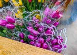 В Камышине тюльпанов оказалось намного больше, чем джентльменов?