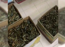 Инспекторы ДПС "отбили" несколько коробок живых раков у московских "пожирателей"