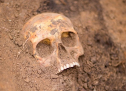 Следователи Камышина установили личность несчастного, чей череп нашли в районе дач около двух месяцев назад