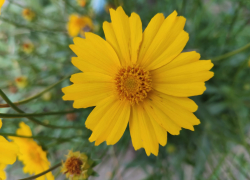 В Камышине сегодня, 12 июля, очень солнечно, но "можно дышать"