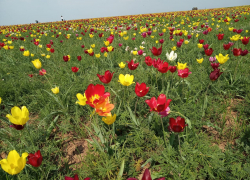 В Волгоградской области объявили акцию по защите первоцветов