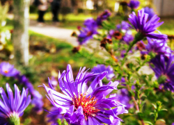 В Камышине выглянет солнце в первый день ноября, но разыграется магнитная буря