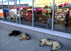 Когда же от входа на центральный рынок Камышина его администрация уберет грязных псин? - камышанка