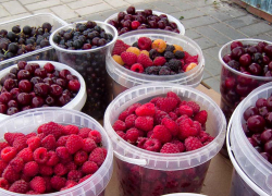В Камышине начался малиновый сезон, но цены пока "неаппетитные"