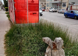 "Слушайте, ну, может пора уже спилить этих уродцев-зайцев?" - камышанка