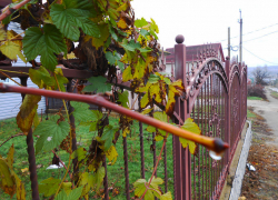 В Камышине через два дня похолодает до нуля, но сегодня, 24 ноября, пока тепло