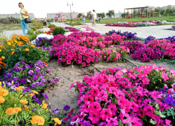 В меру солнечно и душно: погода в Камышине в День города 25 августа