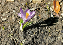 Много солнца и +13: погода в Камышине 25 марта (ВИДЕО)