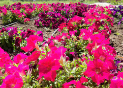 В Камышине жара вновь "пробивает" 30-градусную отметку