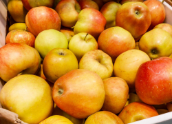 В "Садах Придонья" в Волгоградской области  и в декабре продолжают собирать невероятный урожай яблок