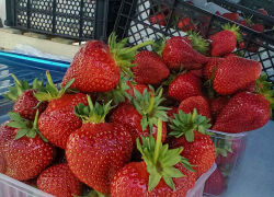 Из-за холодного мая клубника в Камышине дешевеет медленно