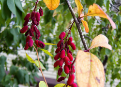 Комфортную теплую погоду предсказали синоптикам камышане 20 сентября