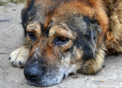 В Камышине будут отлавливать бродячих псов весь 2020 год на 318 тысяч рублей
