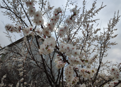 Абрикосовые сады выстояли в холодные ночи в Камышине