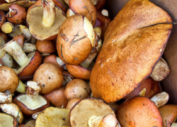 Камышинским грибникам прогулки с корзинками в сентябре не "светят" - леса по-прежнему "закрыты"