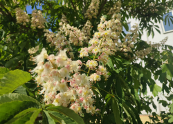 Теплый, почти летний день ждет камышан 7 мая - перед похолоданием