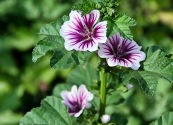 Солнечный день и магнитная буря: погода  в Камышине 22 августа