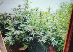 Полицейские заинтересовались "умельцем" из Камышинского района, устроившим "оранжерею" для конопли