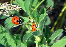 Погодная передышка от жары порадует камышан 24 июля