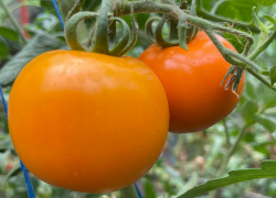 Совка сгрызла перцы, фитофтора «сожгла» помидоры, паутинный клещ доел огурцы?..