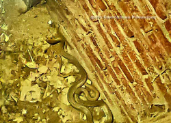 Стала известна судьба гигантской "секретной" змеи, которую спасатели вытаскивали из вентиляционного колодца на улице Ленина в Камышине