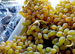 Какие фрукты и ягоды, показанные при коронавирусе, можно купить в камышинских магазинах