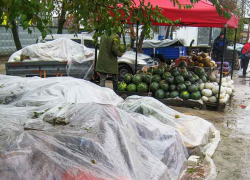 На камышинские рынки продавцы из российских регионов завезли столько картошки, что теперь не могут ни расторговаться, ни уехать