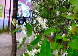 Камышане с сожалением узнали, что  в Wildberries ввели штрафы в 100 рублей за отказ от каждого товара