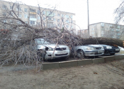 Камышинские СМИ обсуждают обрушение деревьев на машины во время вчерашнего дождя и ветра