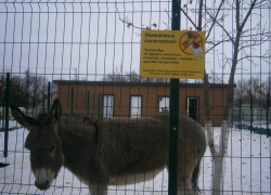 Обитатели зоозоны в городском парке Камышина могут прихрамывать после "педикюра" и от переедания булок