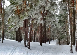 В Камышине мороз пойдет на спад и случится геомагнитный всплеск