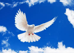 Местный сюжет "любовь и голуби" закончился уголовным делом