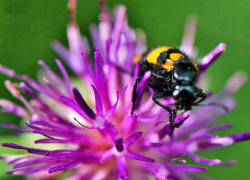 Жара и магнитная буря впридачу: погодная повестка для камышан на 18 июля