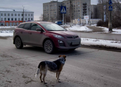 Депутаты Облдумы ломают голову, что делать с бродячими псами