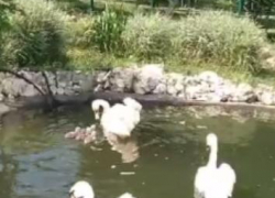 В камышинском городском парке у лебедей вывелись лебедята и сразу поплыли