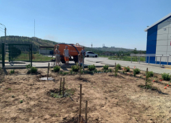 В Камышинском районе у хуторского ФАПа высаживают мини-рощу