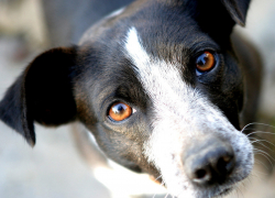 Кровожадный негодяй молотком забил преданную собаку и искромсал ее на куски ножом 