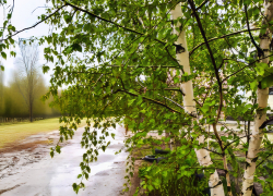 В Камышине понедельник 27 апреля выдался дождливым и ветреным