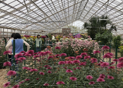 Какой рекорд поставил "Бал хризантем" в Волгоградской области