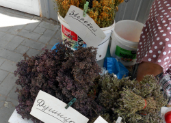 Камышинские бабушки-травницы начали "чес" по степям? - камышанка