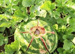 Ледяные куски с неба пробили арбузы на полях фермеров Заволжья, камышинские бахчи, в основном, устояли