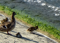 В прогнозе на 4 августа для Камышина соседствуют жара и дождь