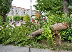 В Камышине в самом центре города неожиданно рухнуло сгнившее дерево и лежит на обозрении у всех третий день