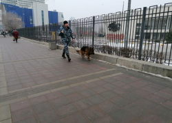 Центр Волгограда чистят со швабрами и обследуют с собаками к приезду Путина, - "Блокнот Волгограда" (ВИДЕО)