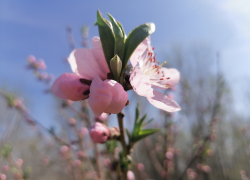 В Камышине расцвели персики