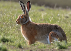 Браконьеру грозит два года тюрьмы за убийство двух зайцев в Волгоградской области