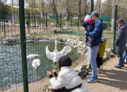 Отчего в Камышине в городском парке скончались два лебедя, выясняют ветеринары